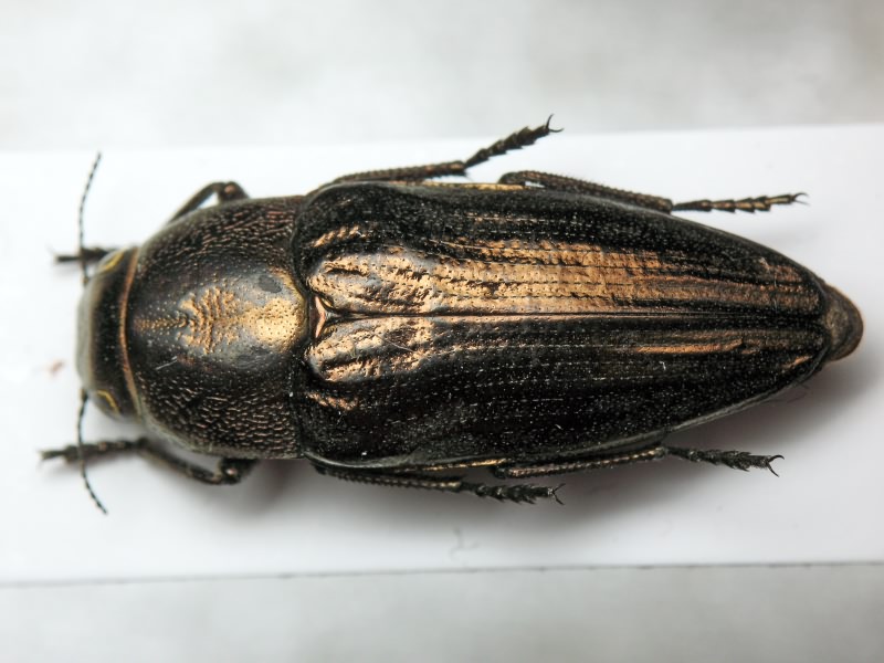 Sphenoptera (Deudora) bucharica Jakovlev, 1900